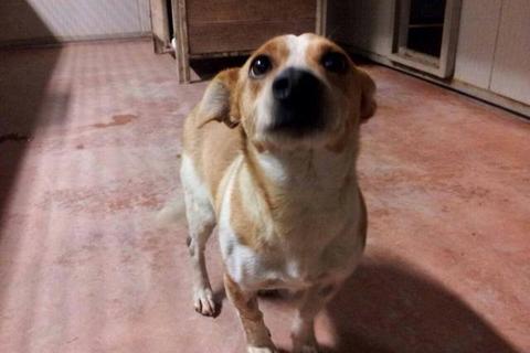 Ciccino adottato!